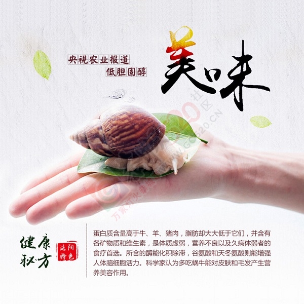 21世纪新奇特礼品——白玉蜗牛肉大礼盒686 / 作者:绿尔农业科技 / 帖子ID:162690