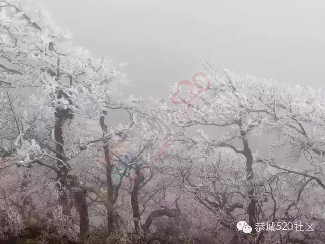 恭城下雪啦，可惜来得快去得也快呀！480 / 作者:深秋的落叶 / 帖子ID:162696