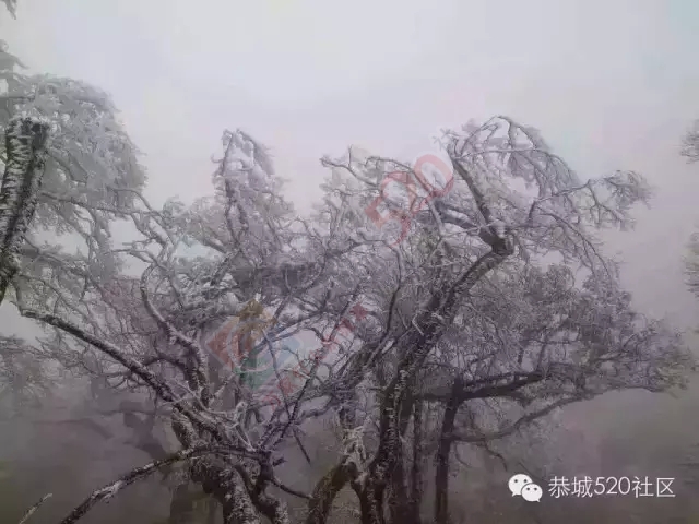 恭城下雪啦，可惜来得快去得也快呀！572 / 作者:深秋的落叶 / 帖子ID:162696