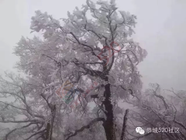 恭城下雪啦，可惜来得快去得也快呀！682 / 作者:深秋的落叶 / 帖子ID:162696