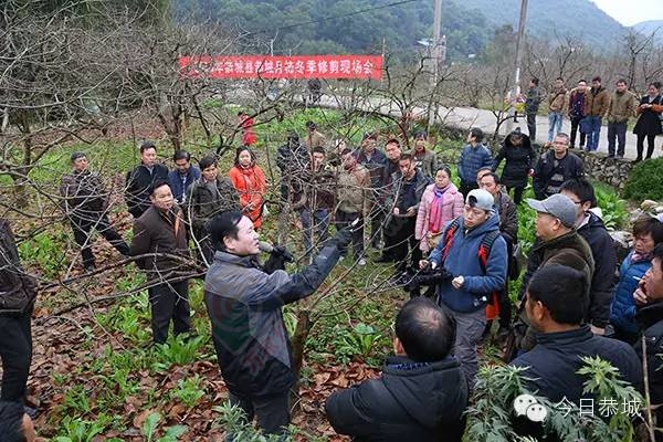 恭城县积极推进水果产业提档升级683 / 作者:脚踏实地 / 帖子ID:162698