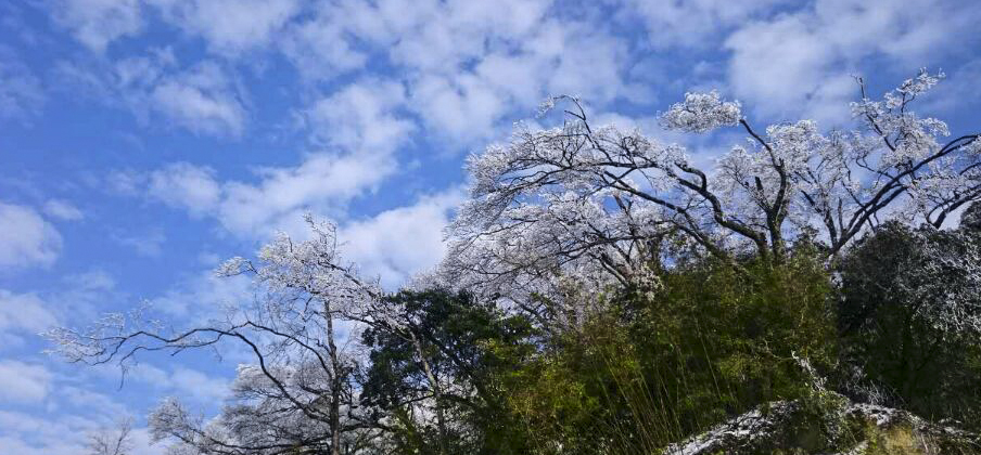 雪花树与云比白115 / 作者:新乐文化传媒 / 帖子ID:162759