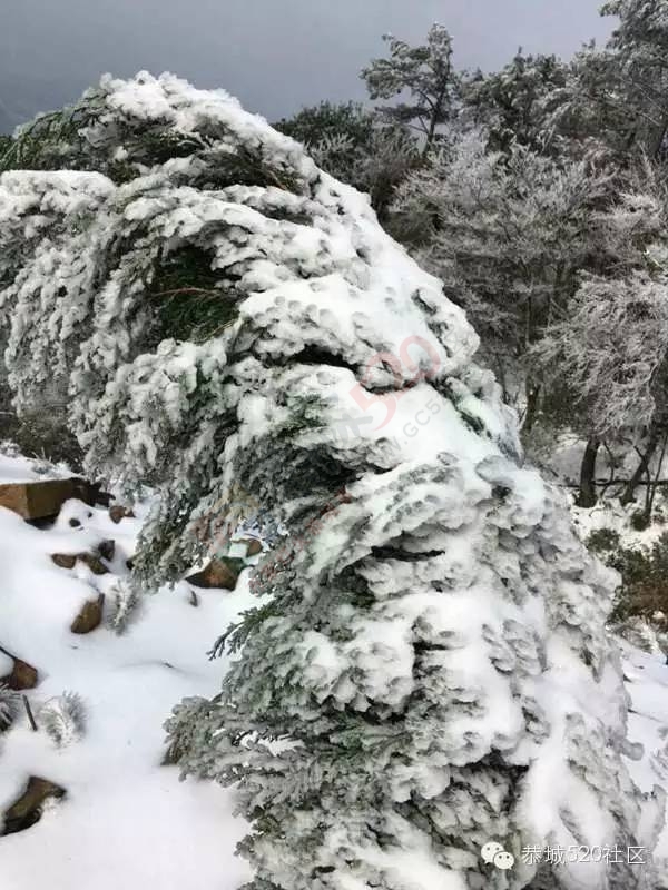 恭城下雪后，他们上了燕子山，万万没想到……918 / 作者:深秋的落叶 / 帖子ID:162839