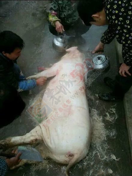 恭城农村故事-杀年猪650 / 作者:脚踏实地 / 帖子ID:163040