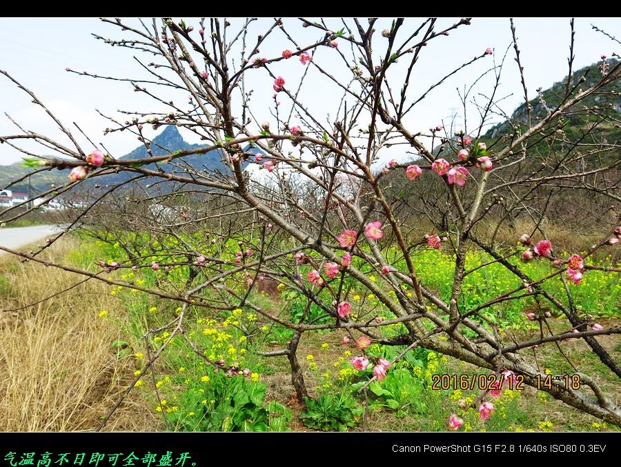 恭城今年的桃花开得早啵！725 / 作者:平安大叔 / 帖子ID:163309