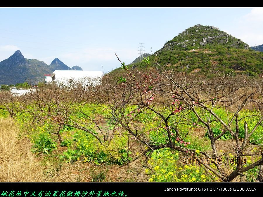 恭城今年的桃花开得早啵！815 / 作者:平安大叔 / 帖子ID:163309