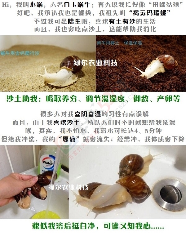 21世纪新型小宠——观赏型宠物白玉蜗牛499 / 作者:绿尔农业科技 / 帖子ID:163316
