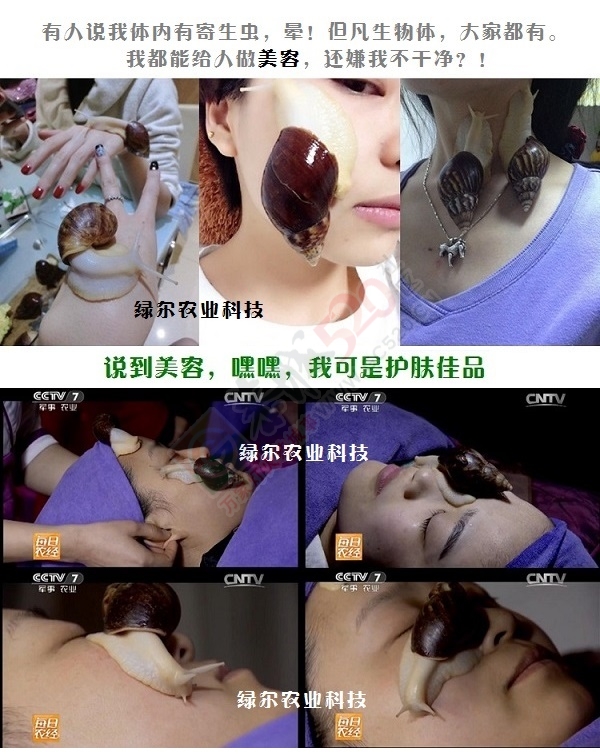 21世纪新型小宠——观赏型宠物白玉蜗牛399 / 作者:绿尔农业科技 / 帖子ID:163316