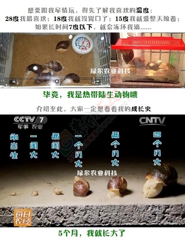 21世纪新型小宠——观赏型宠物白玉蜗牛779 / 作者:绿尔农业科技 / 帖子ID:163316
