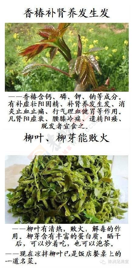 一种野菜治一种病23 / 作者:人艰不拆 / 帖子ID:163421