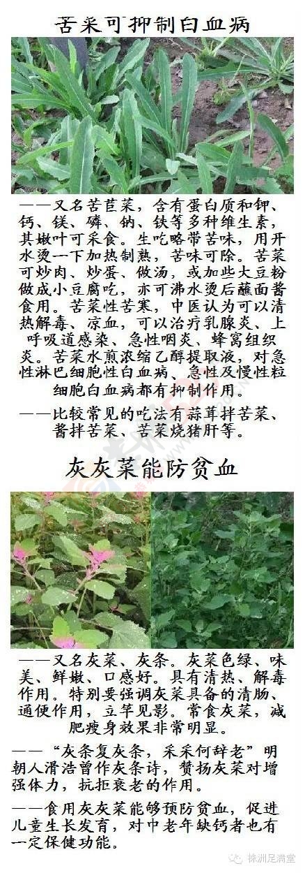 一种野菜治一种病788 / 作者:人艰不拆 / 帖子ID:163421