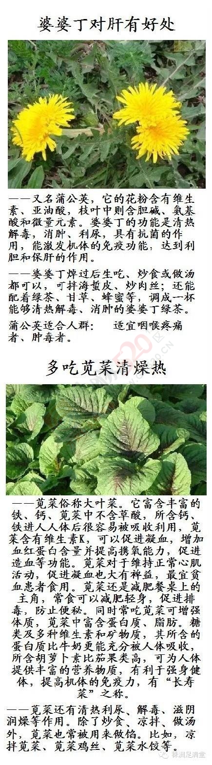 一种野菜治一种病1000 / 作者:人艰不拆 / 帖子ID:163421