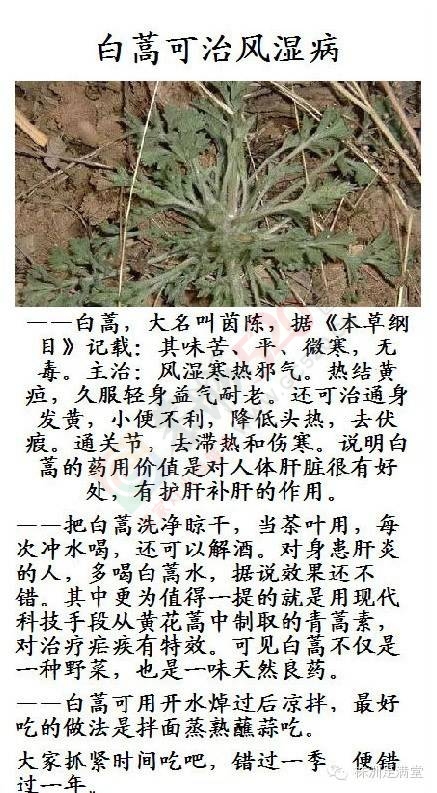 一种野菜治一种病732 / 作者:人艰不拆 / 帖子ID:163421