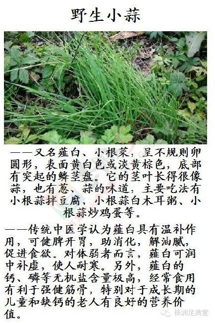 一种野菜治一种病807 / 作者:人艰不拆 / 帖子ID:163421