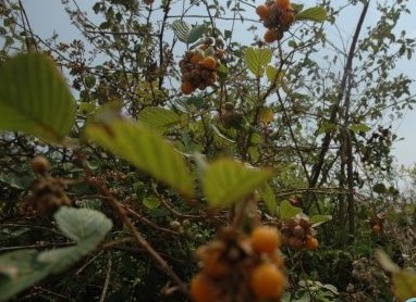 生长在农村的中草药，天天踩它，却不知它的神奇功效998 / 作者:人艰不拆 / 帖子ID:163593