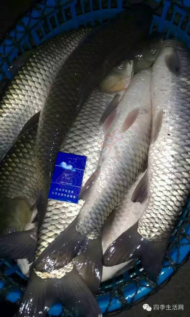 自助休闲垂钓农庄615 / 作者:看清所以看轻 / 帖子ID:163719