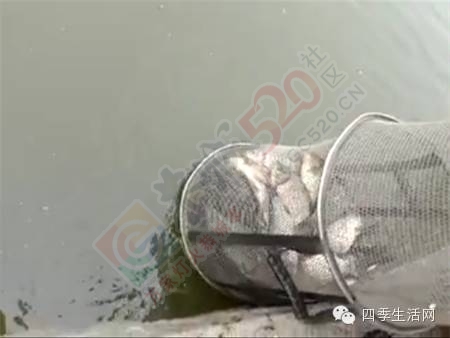 自助休闲垂钓农庄579 / 作者:看清所以看轻 / 帖子ID:163719