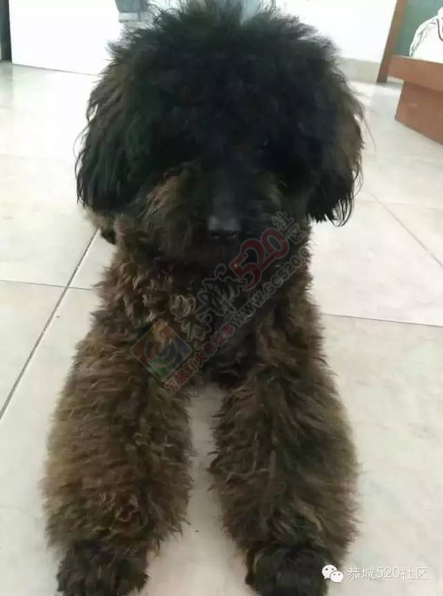 茶江华府诚聘英才\失物招领\寻狗启示9 / 作者:深秋的落叶 / 帖子ID:163752