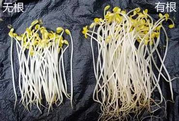 砒霜般的几种蔬菜，第九个大部分人都不知道，家中负责买菜的人务必看！817 / 作者:人艰不拆 / 帖子ID:163899