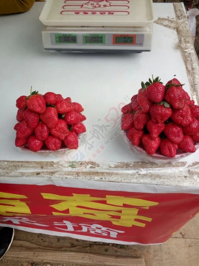 最爱451 / 作者:小江鱼 / 帖子ID:164848