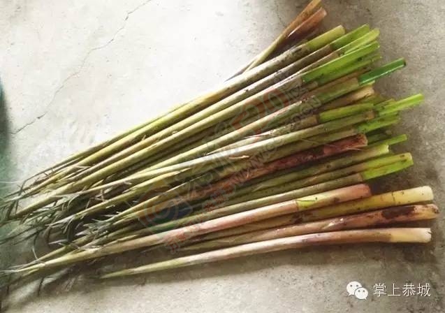 【恭城味道】一盘足以让恭城人想家的竹笋炒腊肉470 / 作者:刘拍拍 / 帖子ID:165120