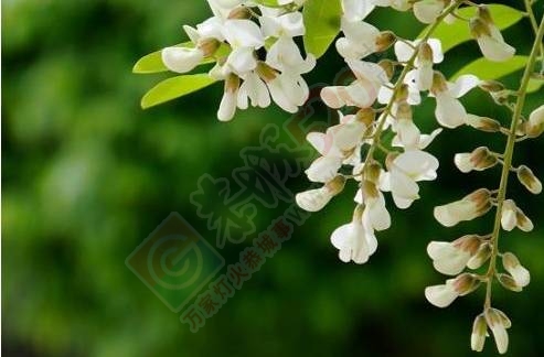 你吃过恭城的这几种野菜吗？537 / 作者:罗马的天空 / 帖子ID:167977