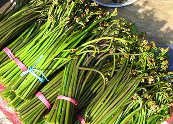 恭城人爱吃的野生蕨菜会“致癌”？不要吓我好吗?！179 / 作者:今日恭城 / 帖子ID:168027