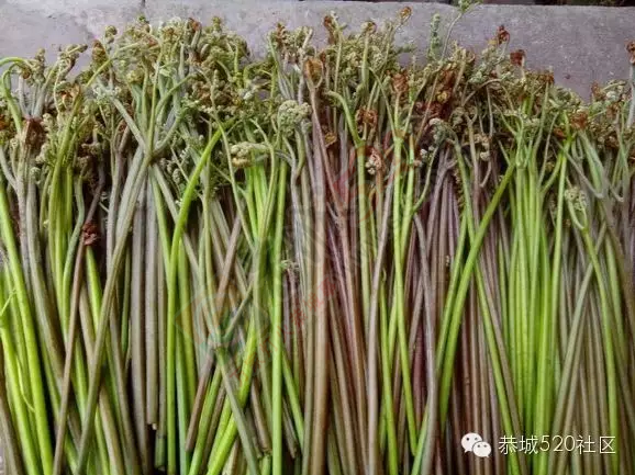 恭城人爱吃的野生蕨菜会“致癌”？不要吓我好吗?！969 / 作者:今日恭城 / 帖子ID:168027