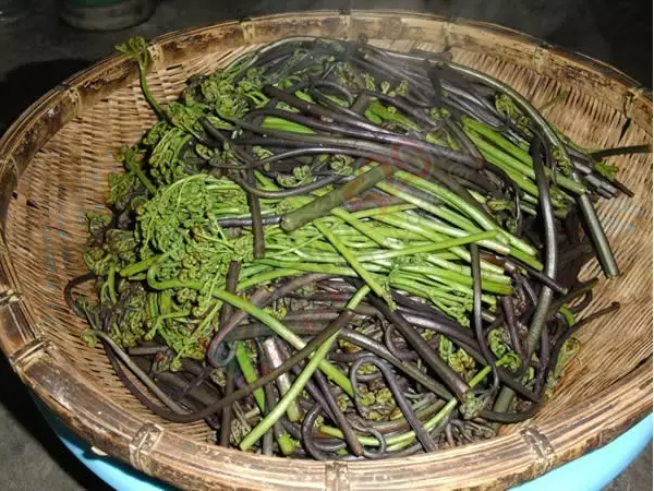 恭城人爱吃的野生蕨菜会“致癌”？不要吓我好吗?！55 / 作者:今日恭城 / 帖子ID:168027