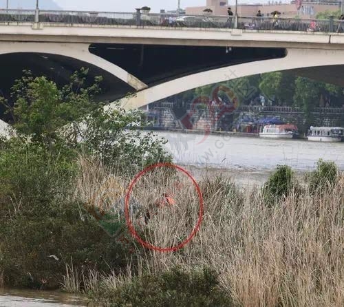 连续两天，桂林一男一女先后跳下漓江！真是爱情的小船说翻就翻？81 / 作者:鸦雀无声 / 帖子ID:168789