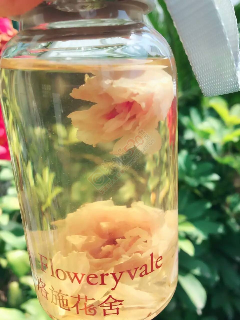 一朵水中绽放的玫瑰195 / 作者:花茶猴妈 / 帖子ID:172549