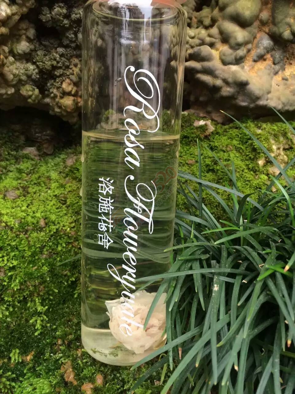 一朵水中绽放的玫瑰665 / 作者:花茶猴妈 / 帖子ID:172549