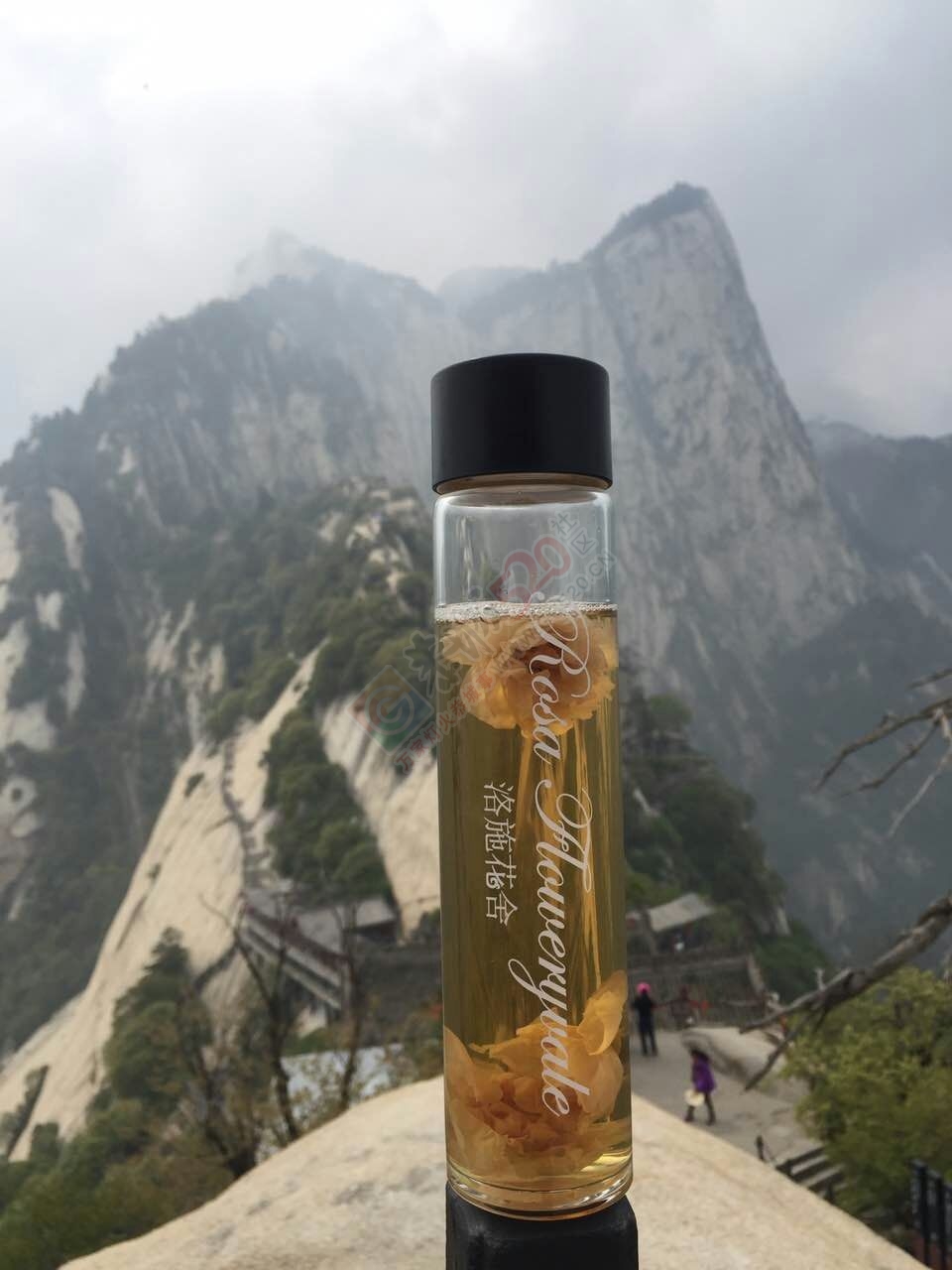 一朵水中绽放的玫瑰601 / 作者:花茶猴妈 / 帖子ID:172549