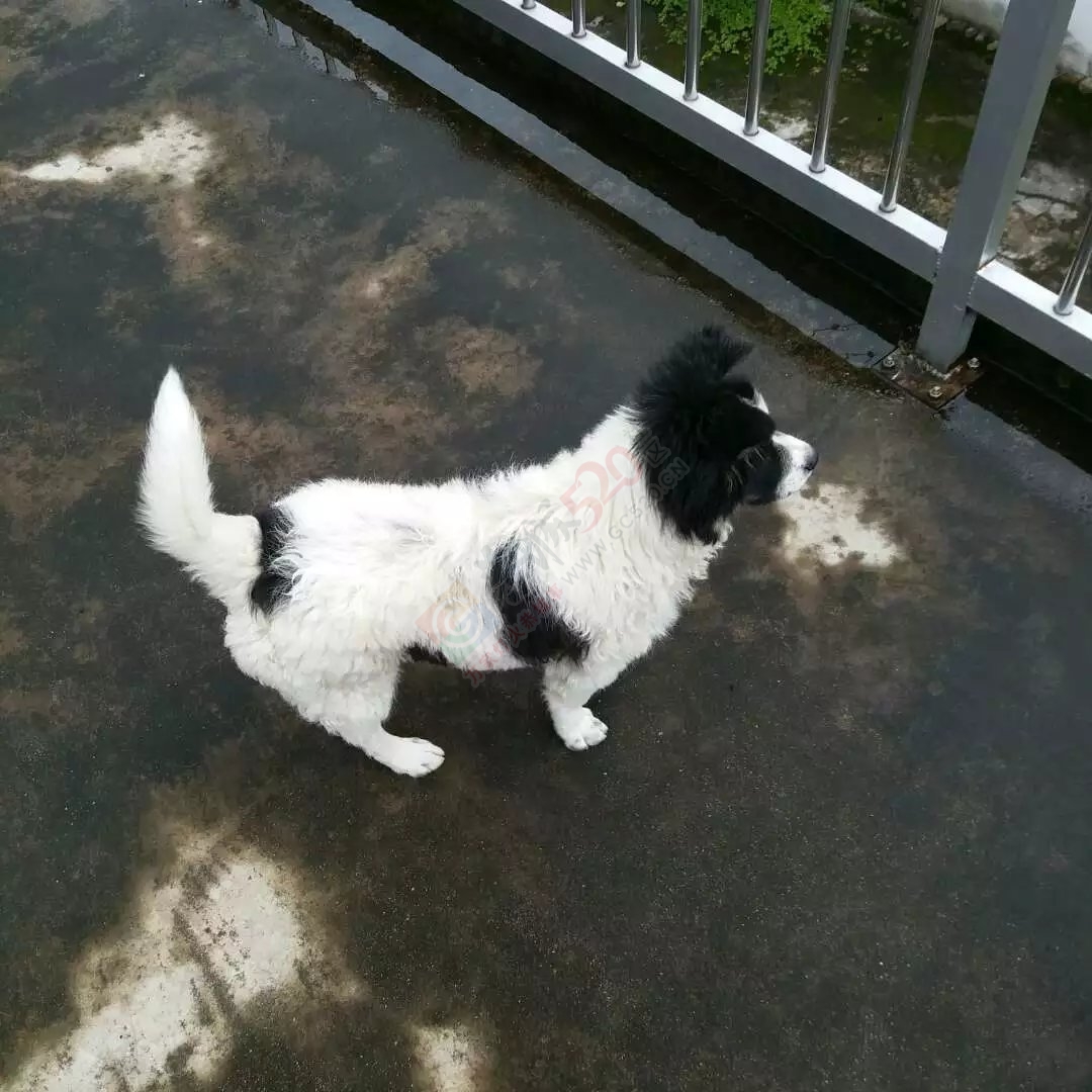疼心出售爱犬，买家必须是爱狗人士，外观酷像熊猫（公）428 / 作者:我们的幸福 / 帖子ID:172964