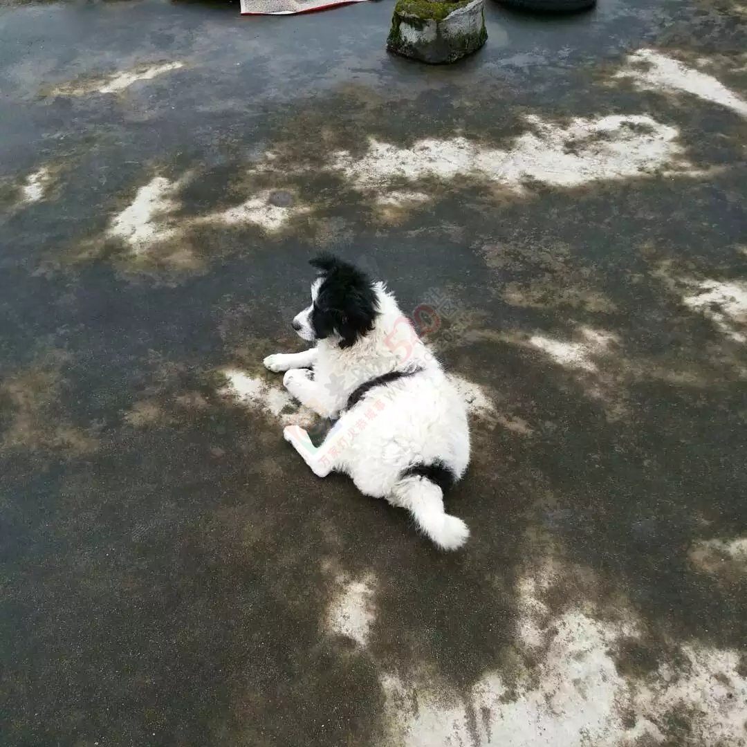 疼心出售爱犬，买家必须是爱狗人士，外观酷像熊猫（公）754 / 作者:我们的幸福 / 帖子ID:172964