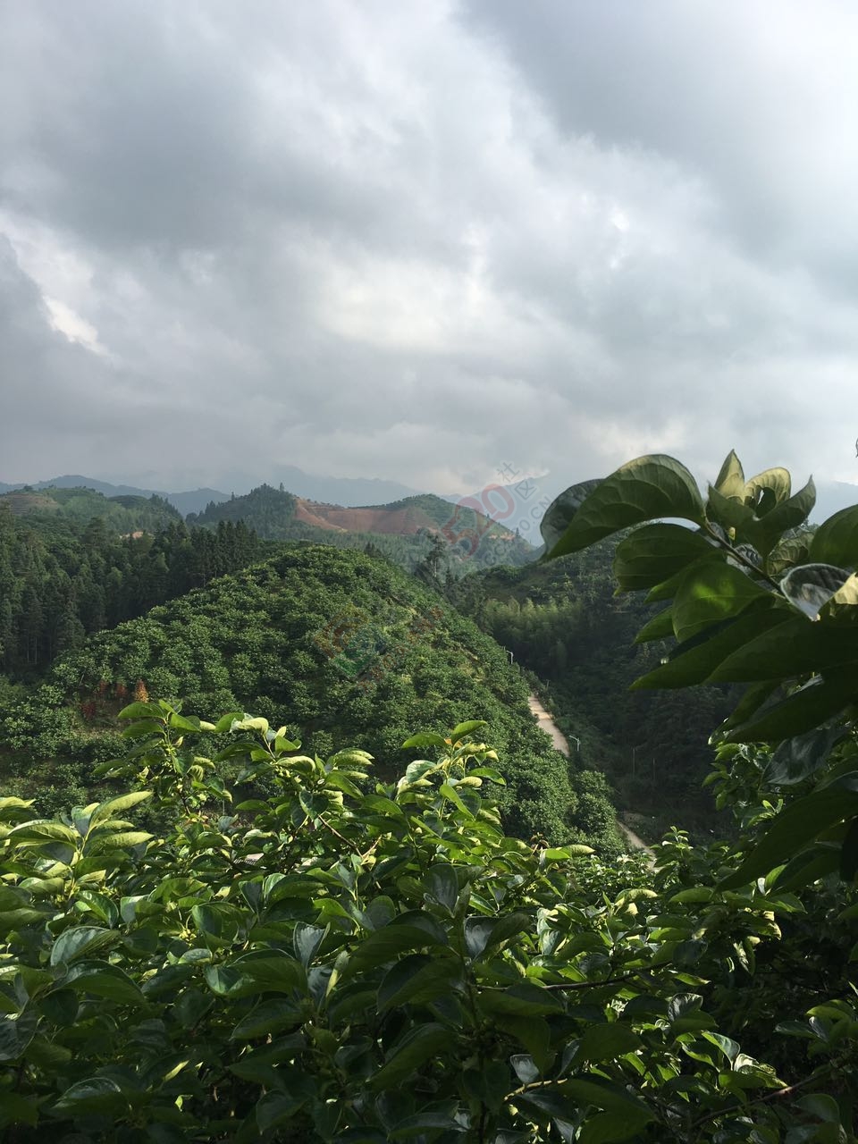 黄竹岗一游721 / 作者:千变万幻 / 帖子ID:173717