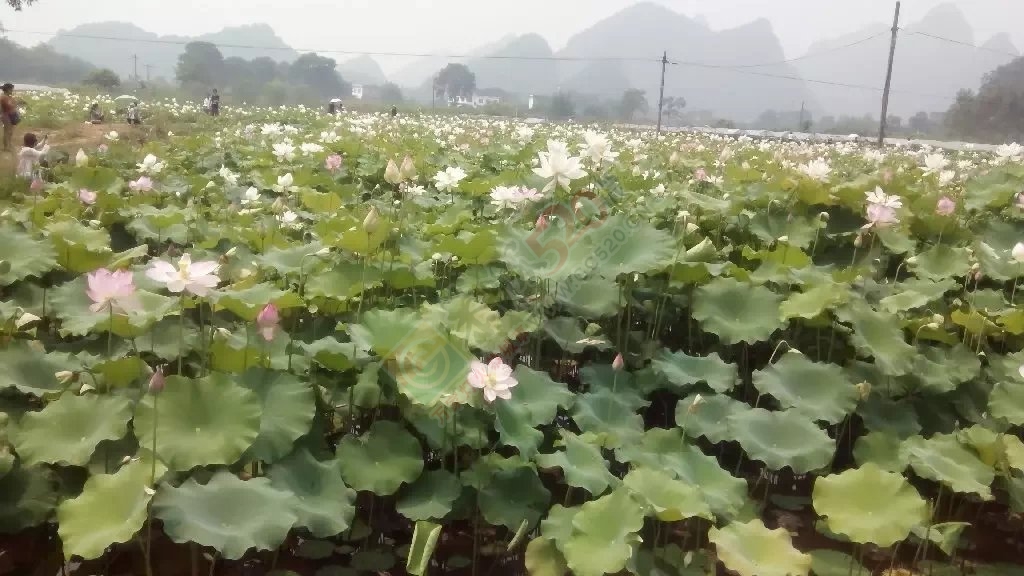 今年旧地重游136 / 作者:千变万幻 / 帖子ID:173915