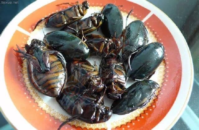 广西人怕过什么？咩都敢食！141 / 作者:jphzy / 帖子ID:173963