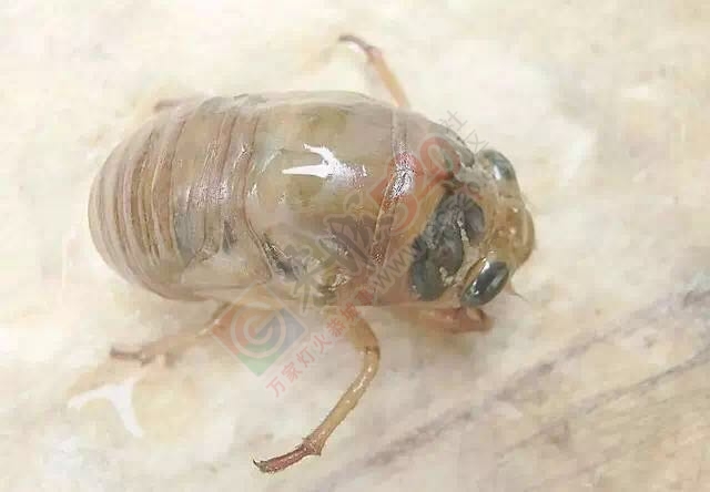广西人怕过什么？咩都敢食！421 / 作者:jphzy / 帖子ID:173963