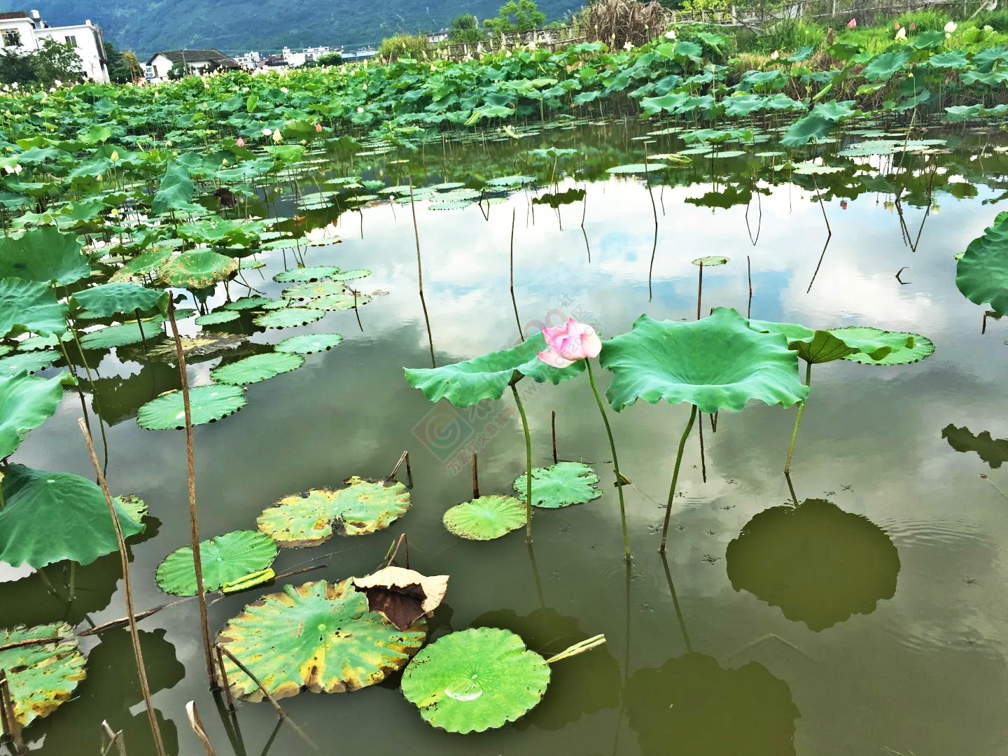 邓扒的荷花（现在可以去看了）654 / 作者:恭城520小奈姐姐 / 帖子ID:174867