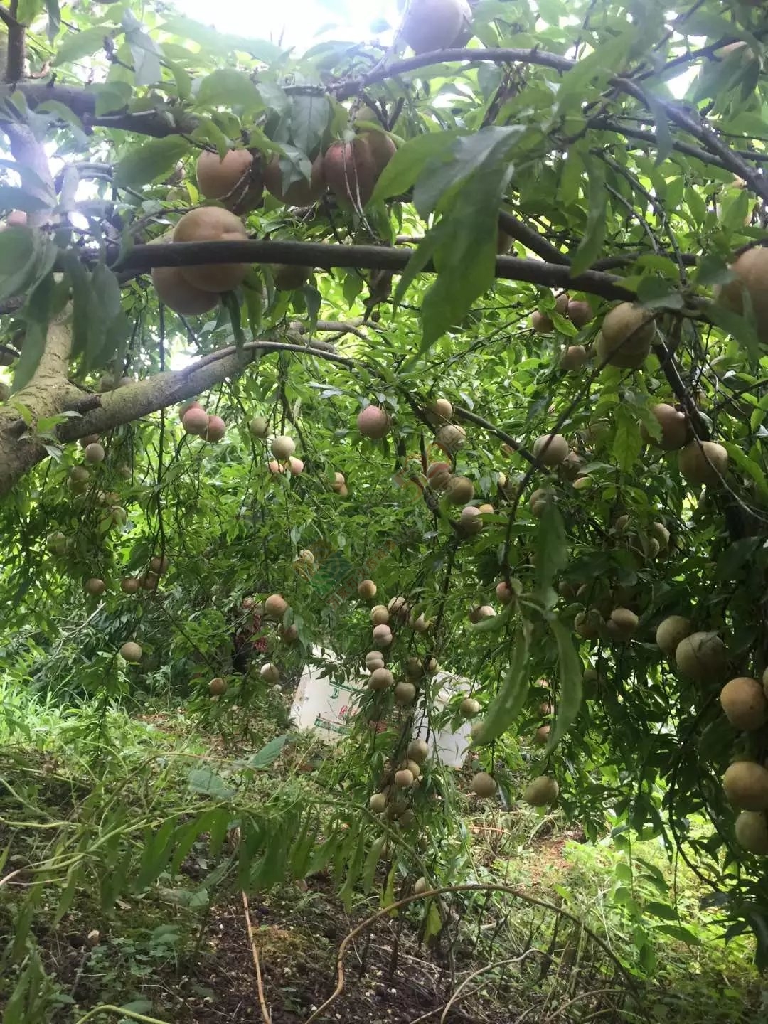 你家有吗？没有我送你285 / 作者:罗马的天空 / 帖子ID:175172