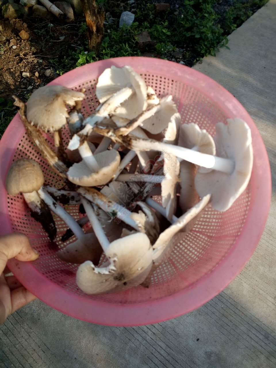 今天在菜地看见的 你们猜这个是什么？？756 / 作者:以空。 / 帖子ID:175388