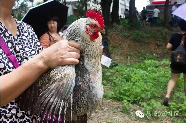 恭城520社区嘉会太平EBM百鸡宴活动现场图片413 / 作者:以空。 / 帖子ID:176220
