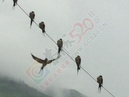恭城首届“天街”杯手机摄影大赛获奖名单公布238 / 作者:admin2 / 帖子ID:176606