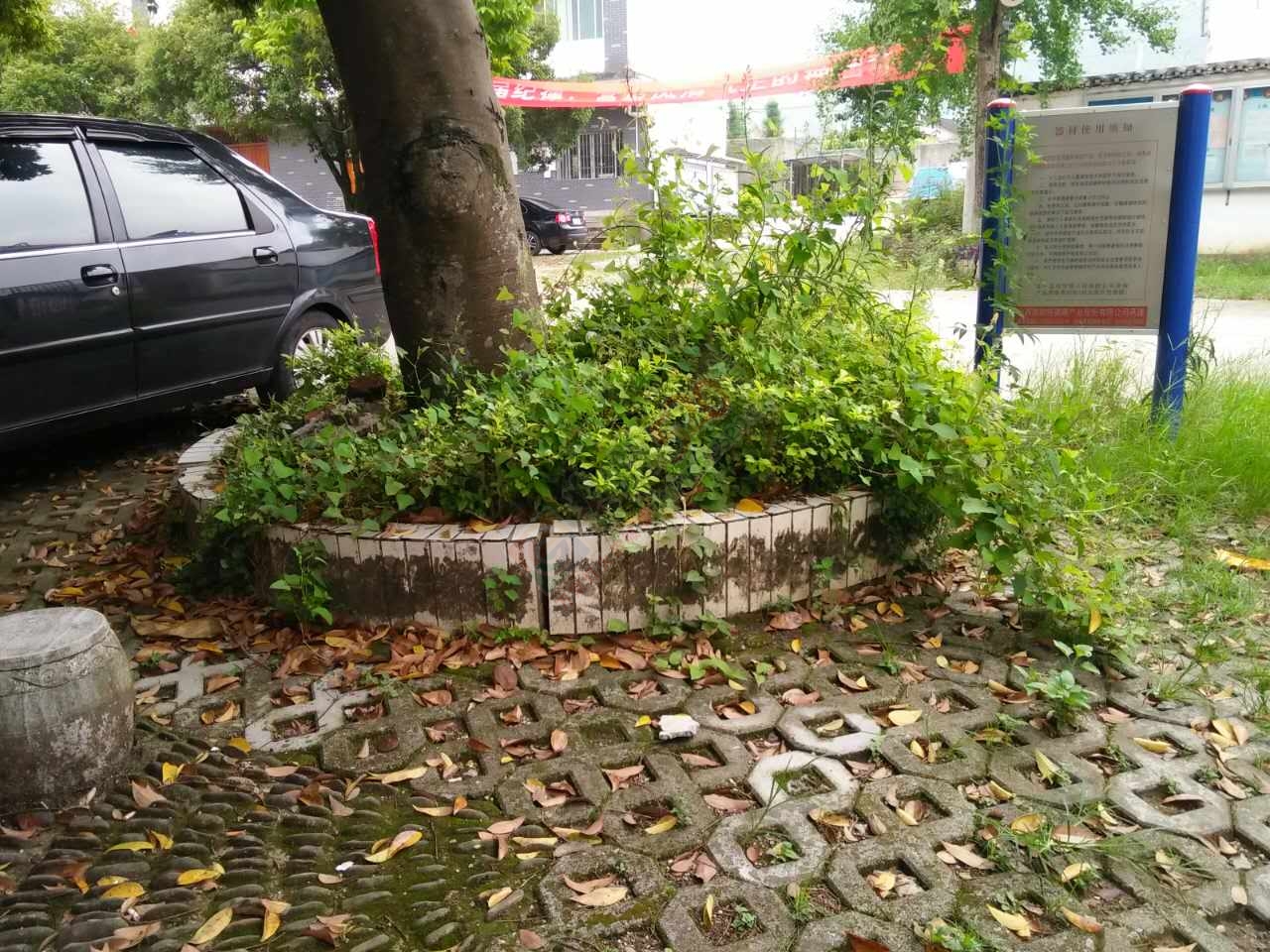 观音的城乡卫生整治，为何他们却没有带头作用？980 / 作者:格桑梅朵 / 帖子ID:176849