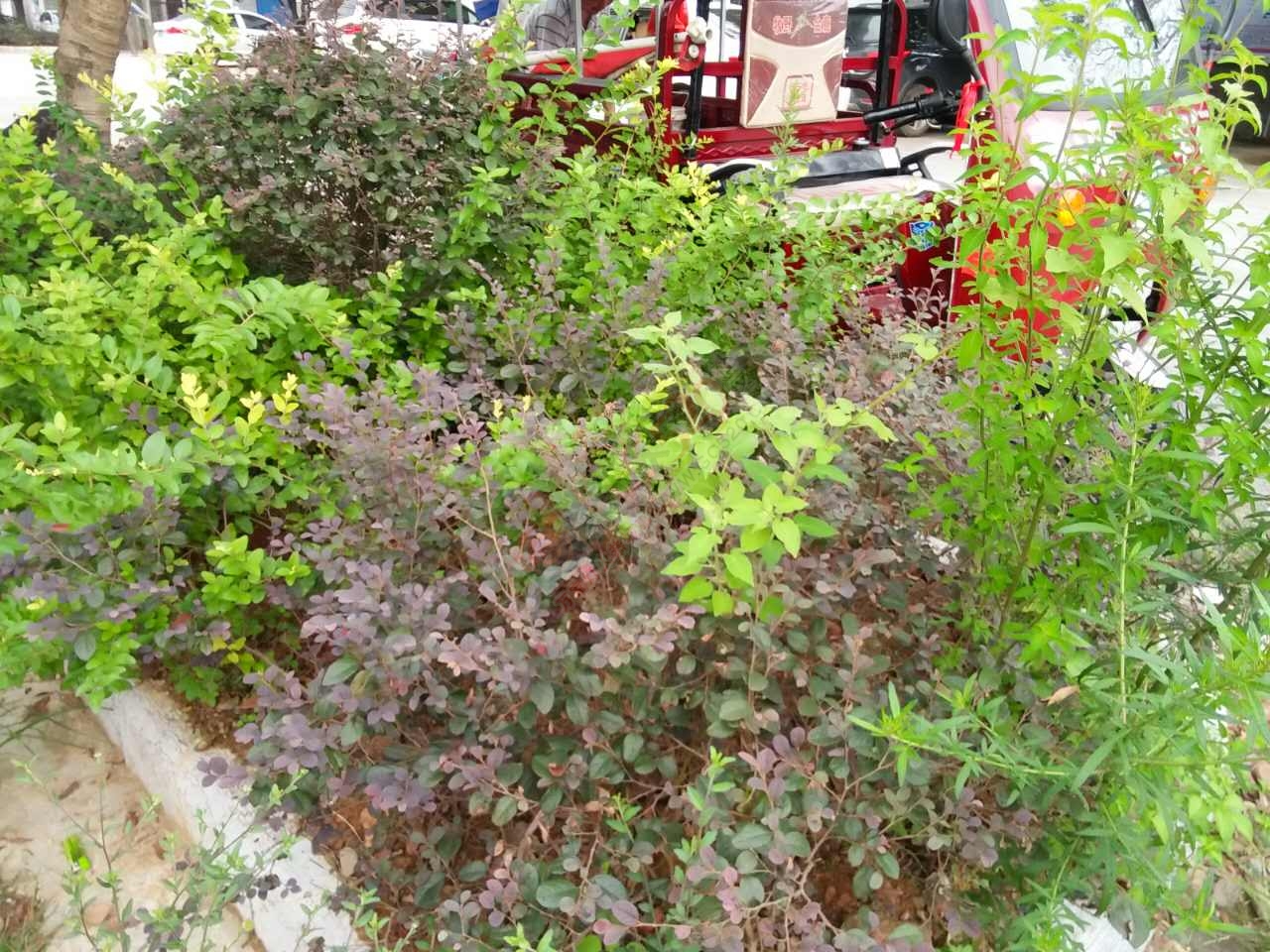 观音的城乡卫生整治，为何他们却没有带头作用？867 / 作者:格桑梅朵 / 帖子ID:176849