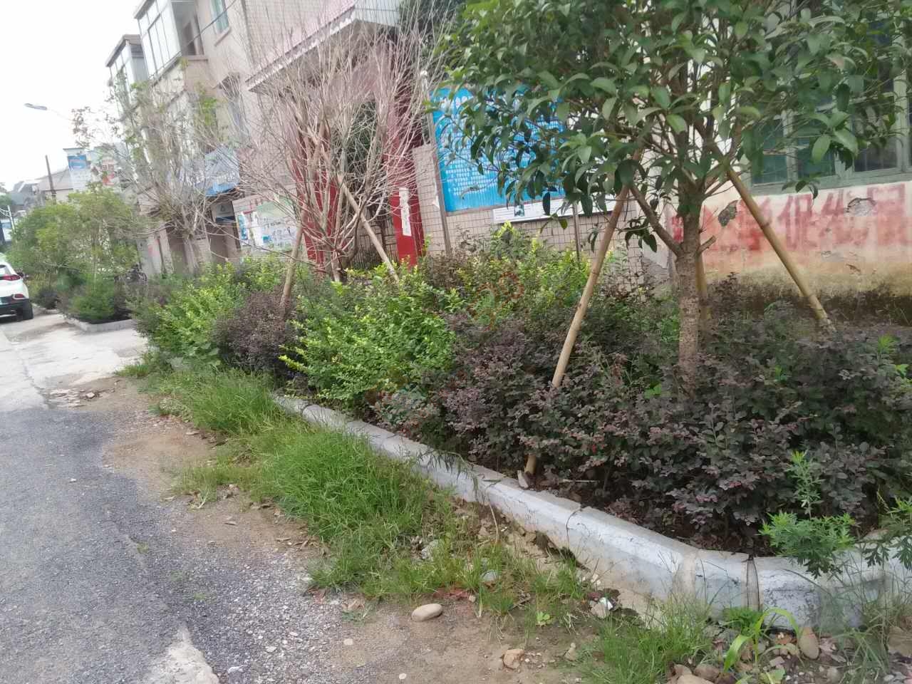 观音的城乡卫生整治，为何他们却没有带头作用？493 / 作者:格桑梅朵 / 帖子ID:176849