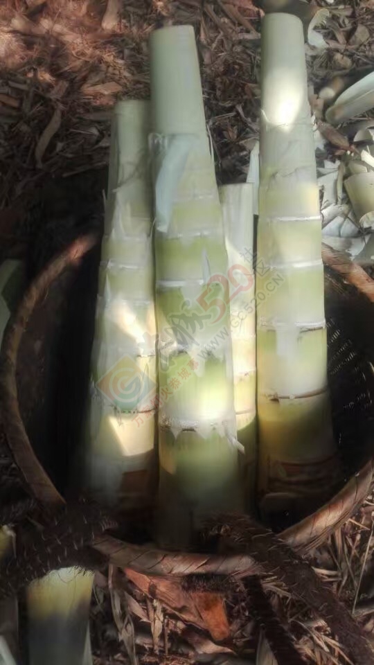 菜笋哪个喜欢吃595 / 作者:千变万幻 / 帖子ID:177334