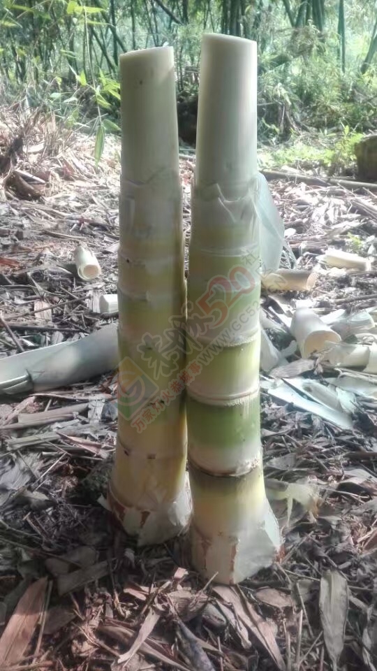 菜笋哪个喜欢吃360 / 作者:千变万幻 / 帖子ID:177334