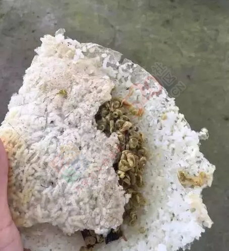 恭城农村柴火饭是我们最美味的回忆！你小时候吃过“锅巴”吗？471 / 作者:恭城靠大家 / 帖子ID:179625